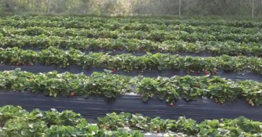 plantation of strawberries growing on mulching agro fibre in the garden.