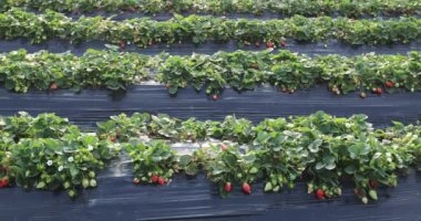 plantation of strawberries growing on mulching agro fibre in the garden.