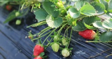 strawberries growing on mulching agro fibre in the garden.