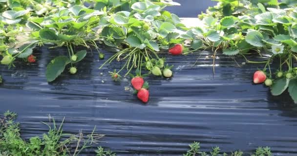 Strawberries Growing Mulching Agro Fibre Garden — Video