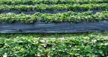 plantation of strawberries growing on mulching agro fibre in the garden.