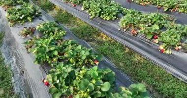 plantation of strawberries growing on mulching agro fibre in the garden.