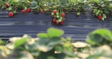 plantation of strawberries growing on mulching agro fibre in the garden.