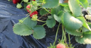 strawberries growing on mulching agro fibre in the garden.