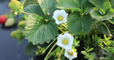 strawberries growing on mulching agro fibre in the garden.