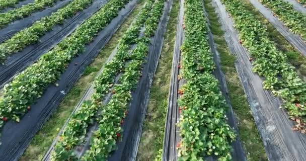 Plantație Căpșuni Creștere Fibra Agro Mulcire Grădină — Videoclip de stoc