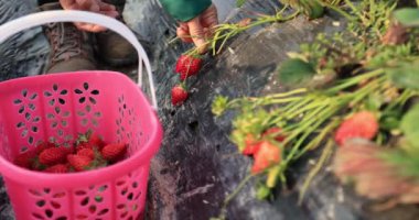 Kadın sepetten çilek topluyor.