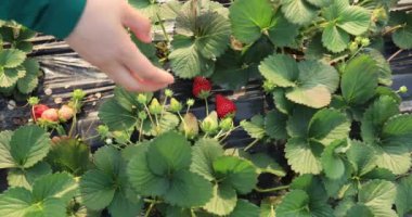 Kadın elleri çiftlikten taze çilek topluyor.