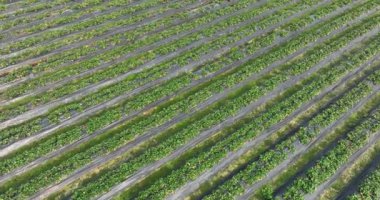 plantation of strawberries growing on mulching agro fibre in the garden.