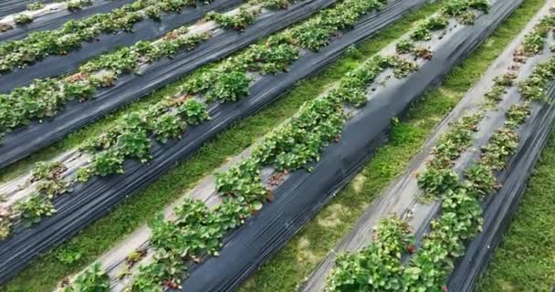 Plantacja Truskawek Rosnących Mulczowaniu Włókien Agrotechnicznych Ogrodzie — Wideo stockowe
