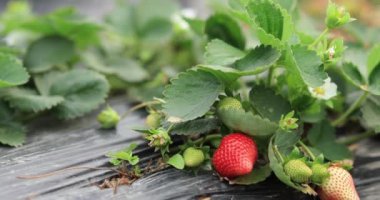 strawberries growing on mulching agro fibre in the garden.