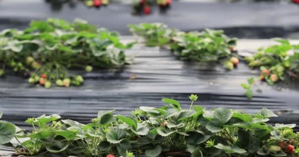 Plantation Strawberries Growing Mulching Agro Fibre Garden — Stock video