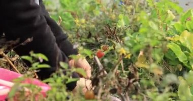 Kadın elleri bahçede domates topluyor. Çalının üzerinde olgun organik domatesler.