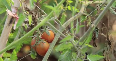Kadın elleri bahçede domates topluyor. Çalının üzerinde olgun organik domatesler.