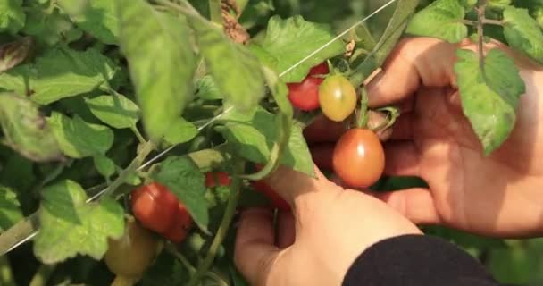 Mãos Femininas Pegando Tomates Jardim Tomates Orgânicos Maduros Arbusto — Vídeo de Stock