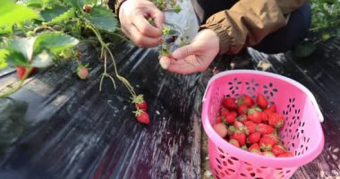 Kadın sepetten çilek topluyor.