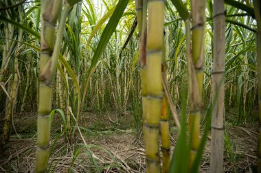 Bitkilerin yetiştiği şeker kamışı tarlası