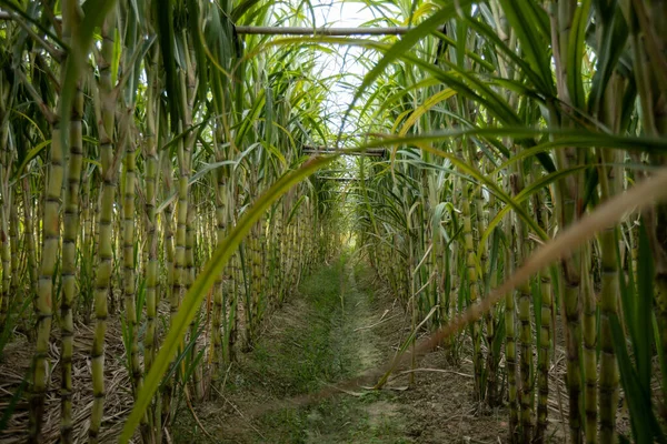 Suikerrietveld Met Groeiende Planten — Stockfoto