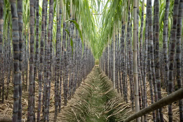 Campo Caña Azúcar Con Plantas Creciendo —  Fotos de Stock