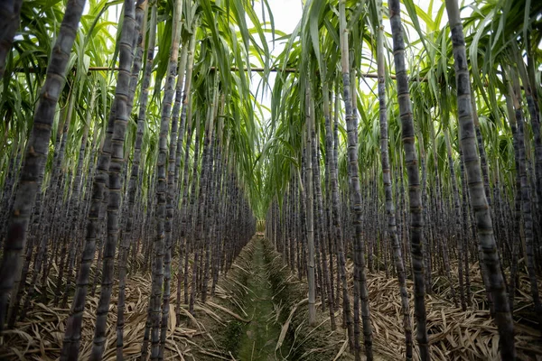 Pole Trzciny Cukrowej Roślinami Rosnącymi — Zdjęcie stockowe