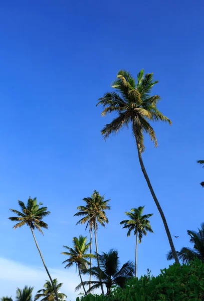 Nahaufnahme Von Kokospalmen Unter Blauem Himmel — Stockfoto