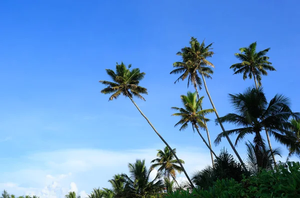 Nahaufnahme Von Kokospalmen Unter Blauem Himmel — Stockfoto