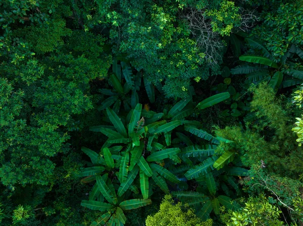Luftaufnahme Des Tropischen Waldes Sommer — Stockfoto