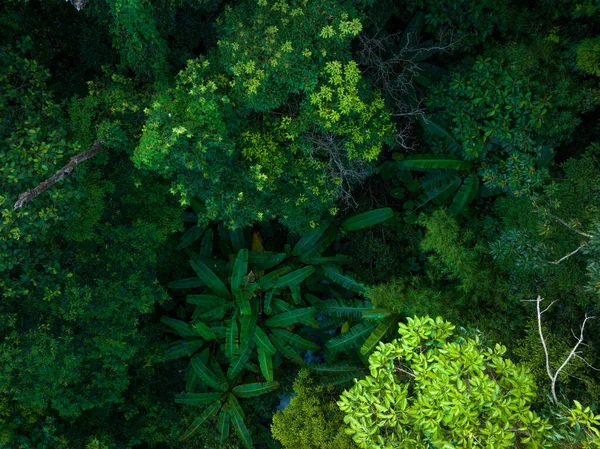 Yazın Tropikal Ormanın Havadan Görünüşü — Stok fotoğraf