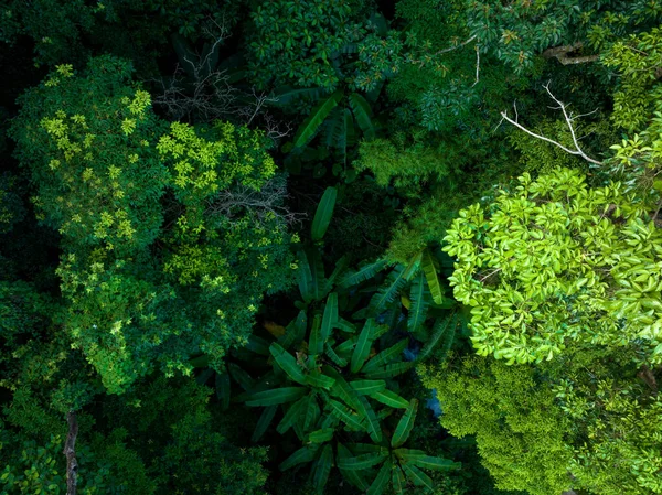 Вид Воздуха Тропический Лес Летом — стоковое фото