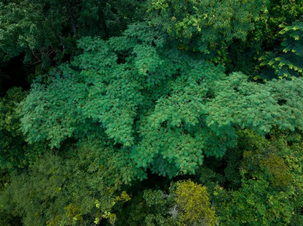 Aerial View Royal Poinciana Flamboyant Tree Delonix Regia Summer — 图库照片