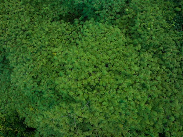 Aerial View Royal Poinciana Flamboyant Tree Delonix Regia Summer — Fotografia de Stock