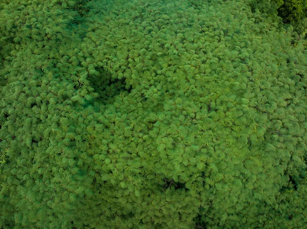 Вид Воздуха Королевская Пуанчана Цветущее Дерево Delonix Regia Летом — стоковое фото