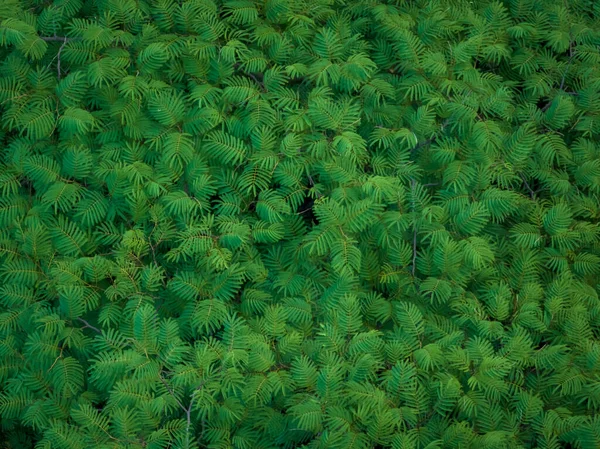 Aerial View Royal Poinciana Flamboyant Tree Delonix Regia Summer — Fotografia de Stock