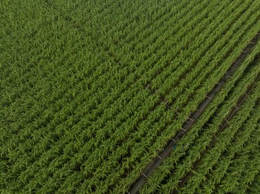 Tarlada büyüyen şeker kamışı bitkilerinin havadan görünüşü