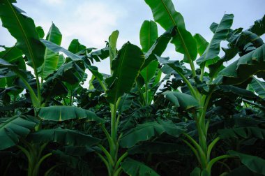 Tarlada yetişen yeşil muz ağaçları