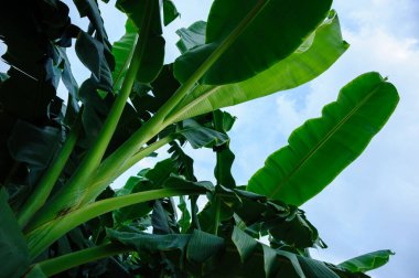 Tarlada yetişen yeşil muz ağaçları