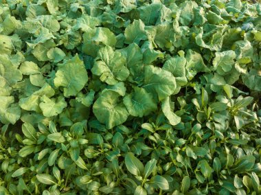 Tarlada yetişen sebze bitkilerinin havadan görünüşü