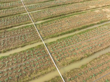 Tarlada yetişen sebze bitkilerinin havadan görünüşü
