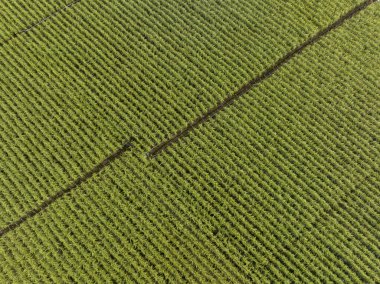 Tarlada büyüyen şeker kamışı bitkilerinin havadan görünüşü