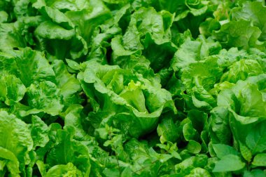 Sebze bahçesinde yeşil marul yetişiyor.