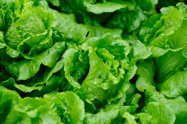 Sebze bahçesinde yeşil marul yetişiyor.