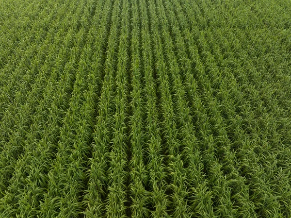 Aerial View Sugarcane Plants Growing Field — Stock Photo, Image