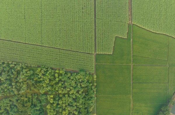 Αεροφωτογραφία Των Φυτών Ζαχαροκάλαμου Που Αναπτύσσονται Στο Χωράφι — Φωτογραφία Αρχείου