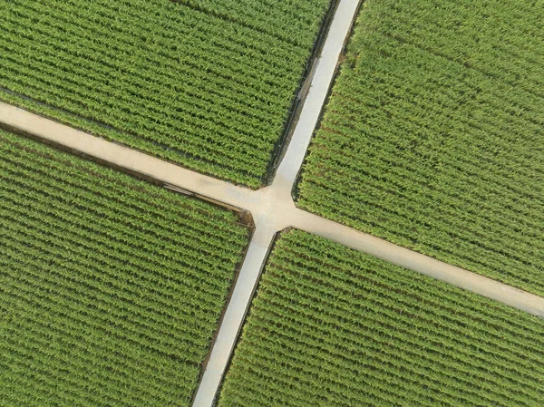 Αεροφωτογραφία Των Φυτών Ζαχαροκάλαμου Που Αναπτύσσονται Στο Χωράφι — Φωτογραφία Αρχείου