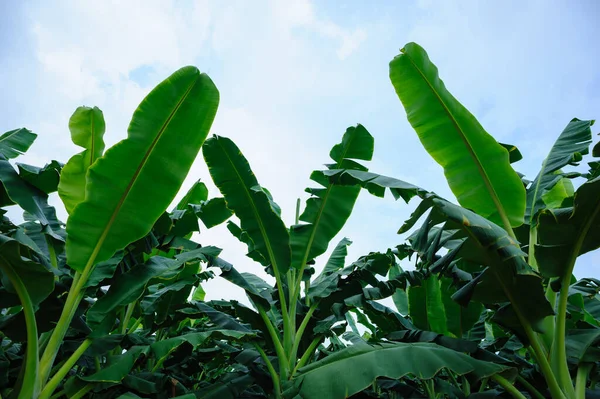 Green Banana Trees Growing Field — Stock Photo, Image