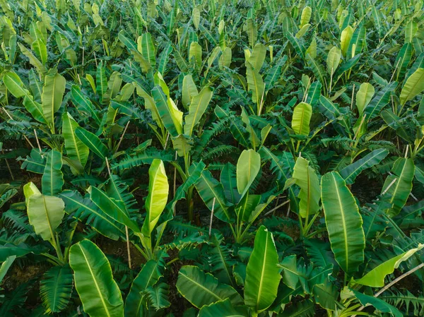 Luftaufnahme Von Bananenbäumen Die Auf Einem Feld Wachsen — Stockfoto