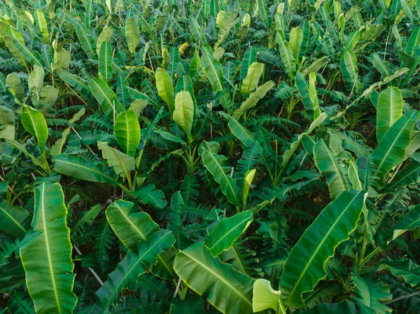 Veduta Aerea Degli Alberi Banane Che Crescono Sul Campo — Foto Stock