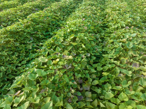 Biologische Zoete Aardappelen Kweken Biologische Landbouw — Stockfoto