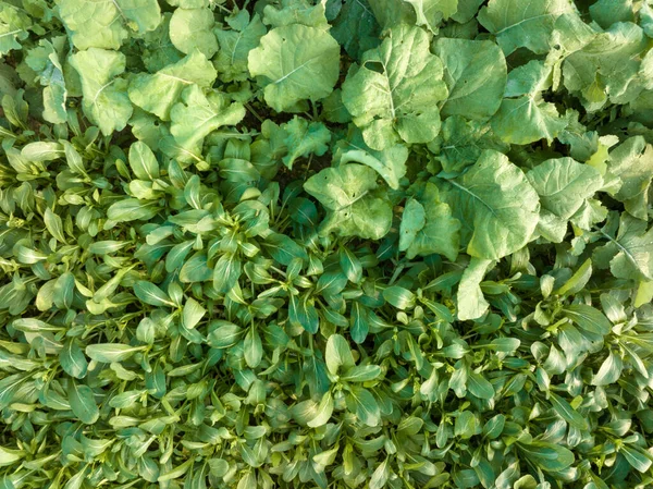 Luftaufnahme Von Gemüsepflanzen Die Auf Dem Feld Wachsen — Stockfoto