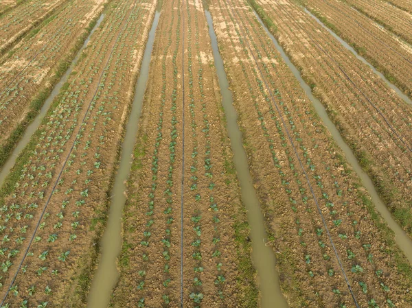 Vista Aérea Das Plantas Vegetais Que Crescem Campo — Fotografia de Stock